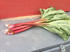 rabarber
